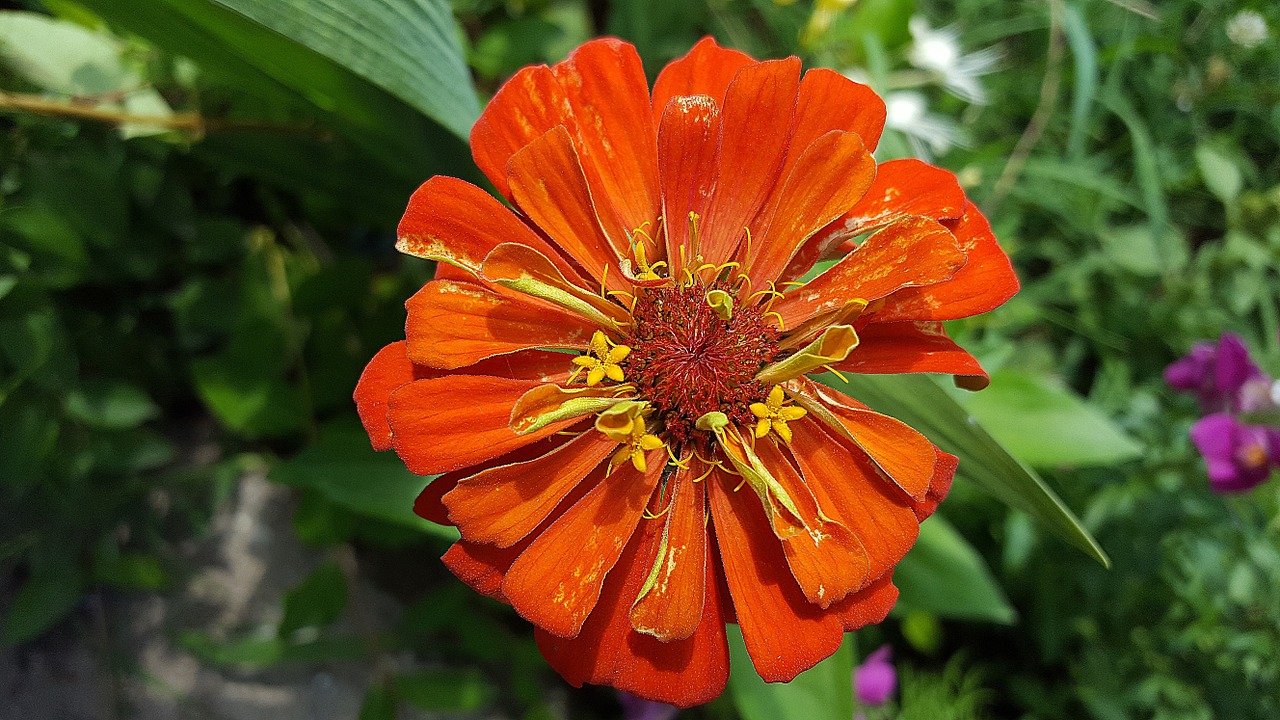 zinnia orange zinnia zinnia elegans free photo