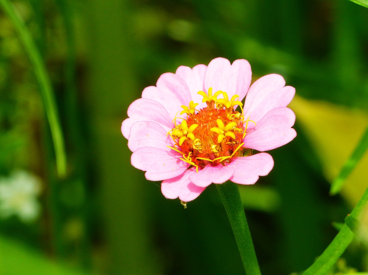 zinnia flower meadow bright free photo