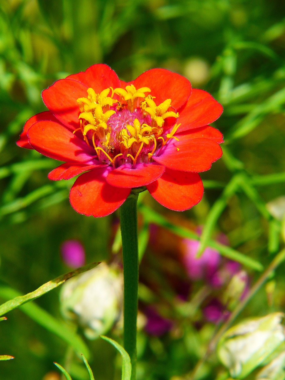 zinnia red flower meadow free photo