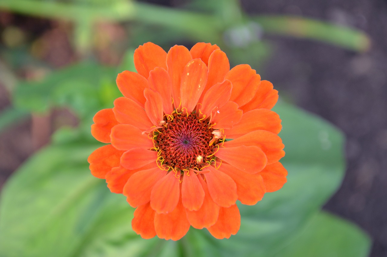 zinnia flower red free photo