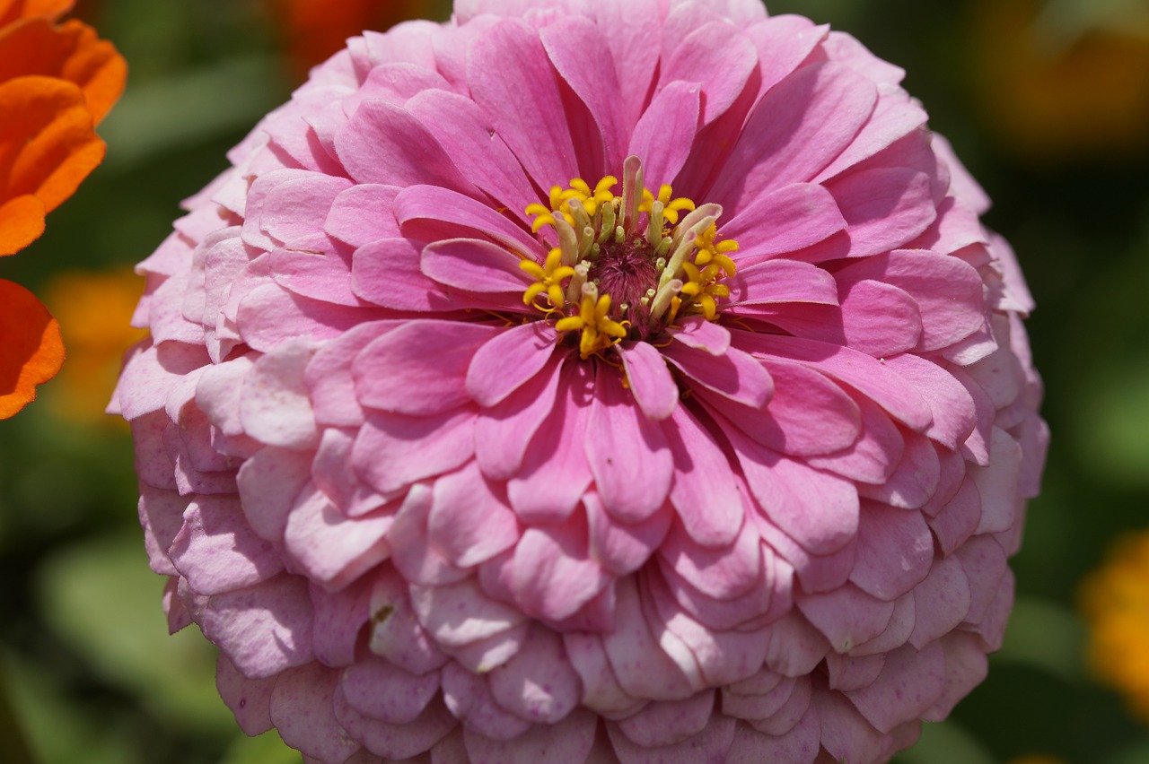 zinnia flower blossom free photo