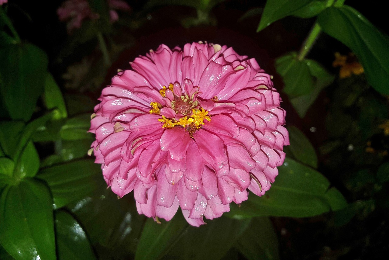 zinnia flower garden free photo