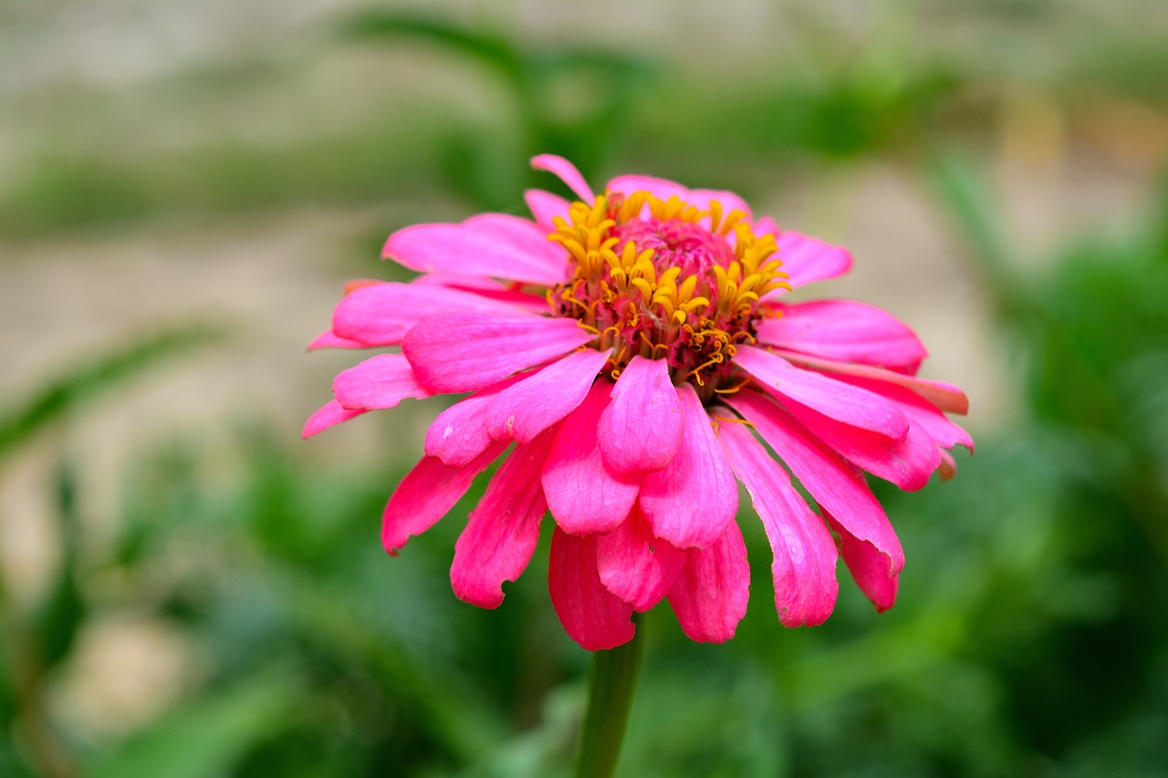 zinnia the pink flowers bright free photo