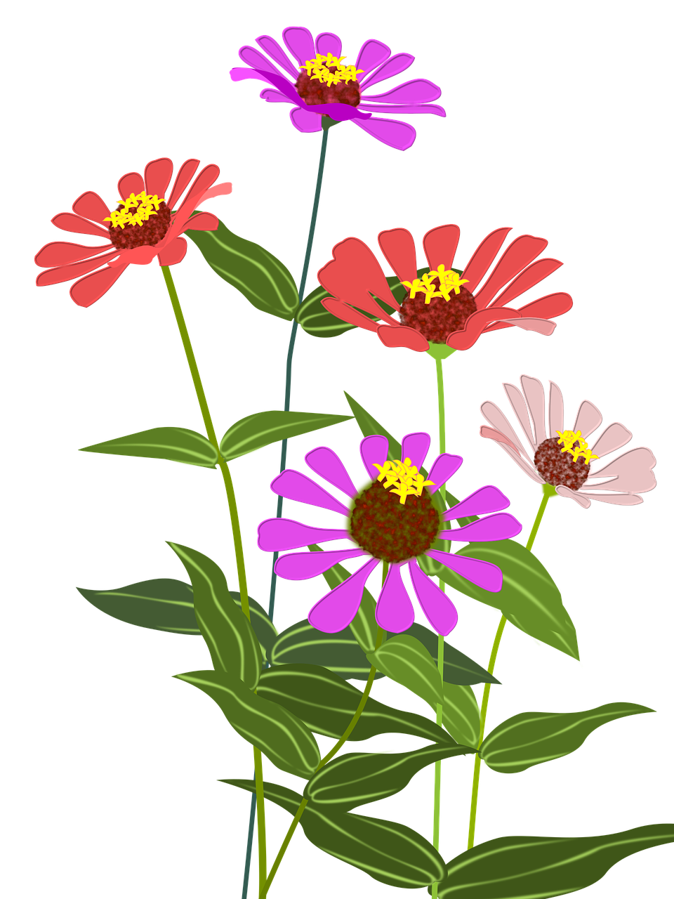 zinnia flowers pink free photo