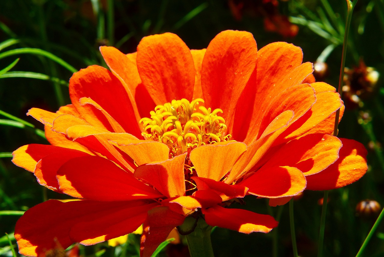 zinnia orange flower meadow free photo