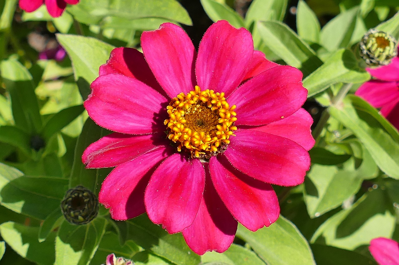 zinnia flower garden red free photo