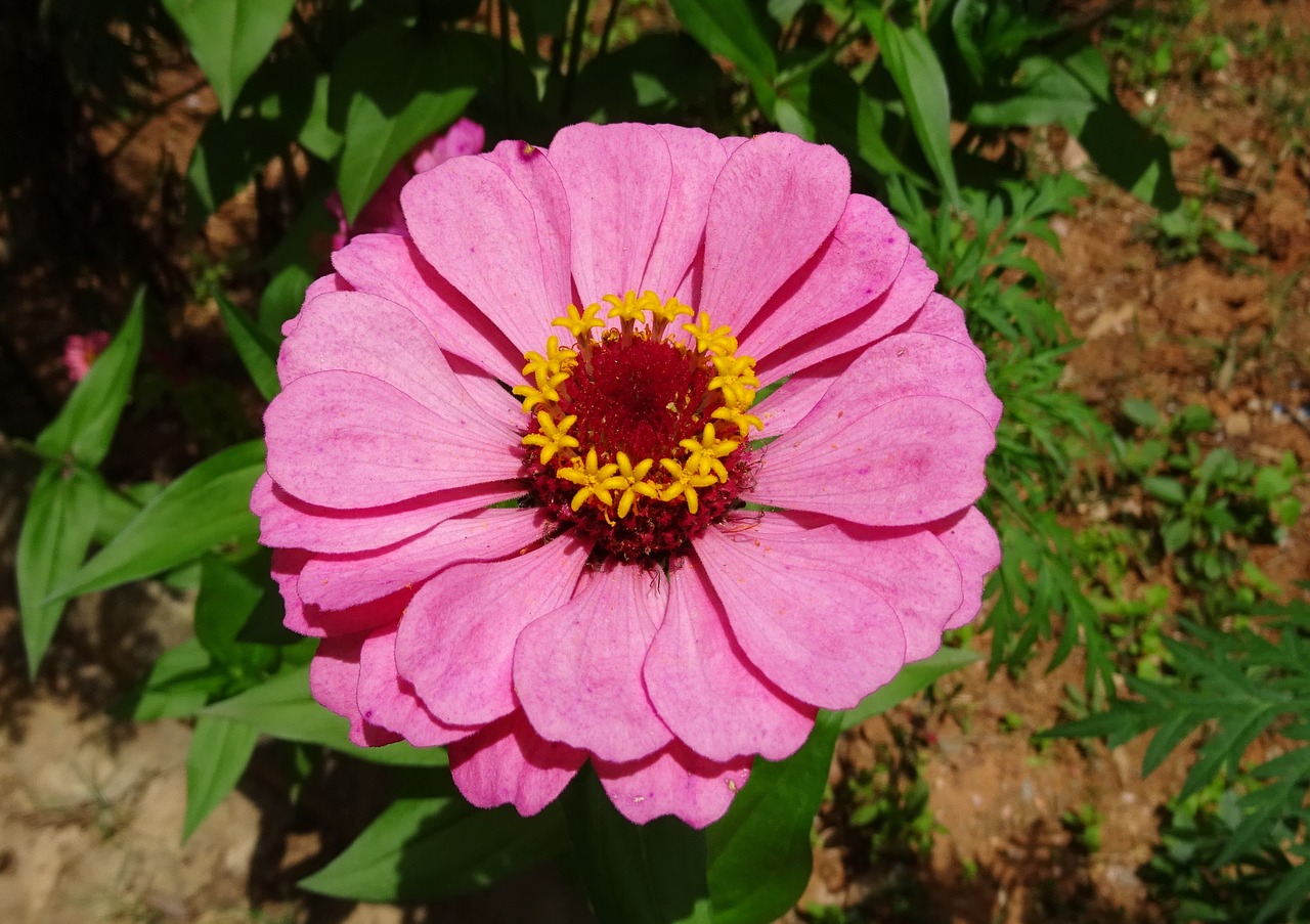 zinnia flower pink free photo