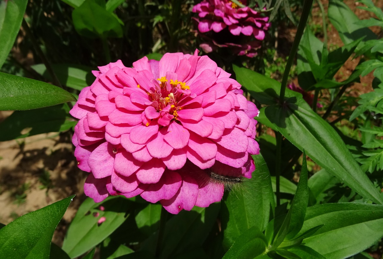 zinnia flower pink free photo