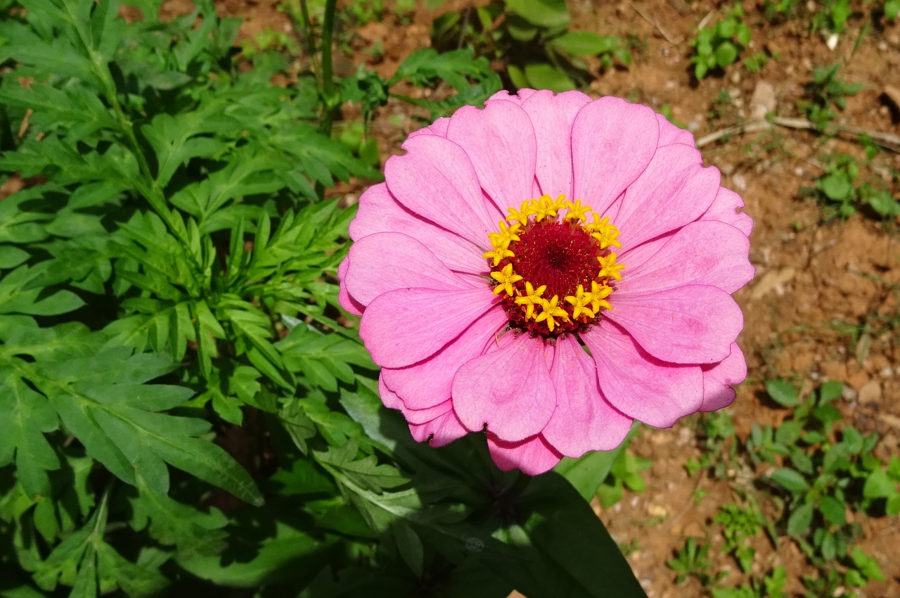 zinnia flower pink free photo