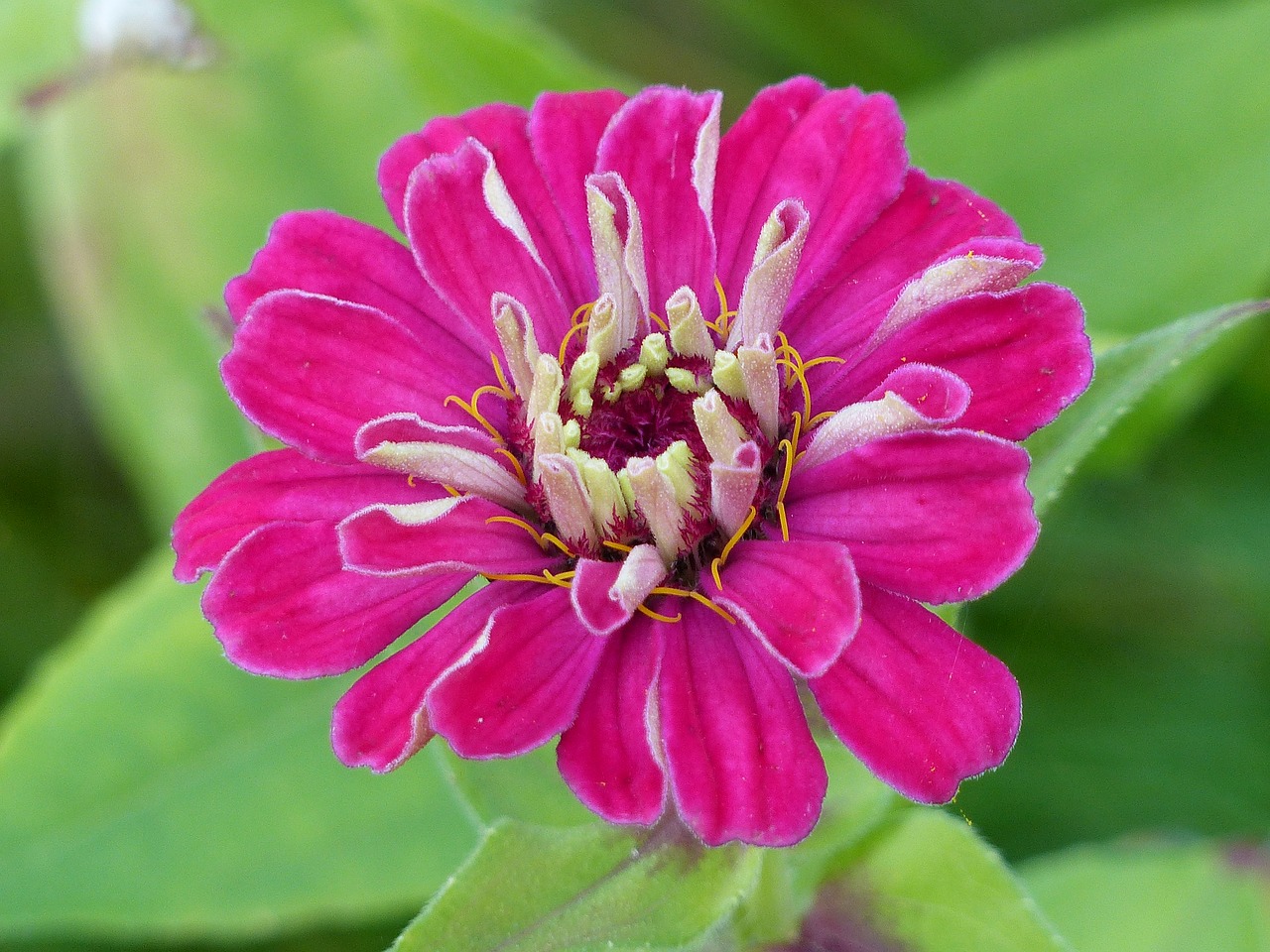 zinnia flower colors free photo