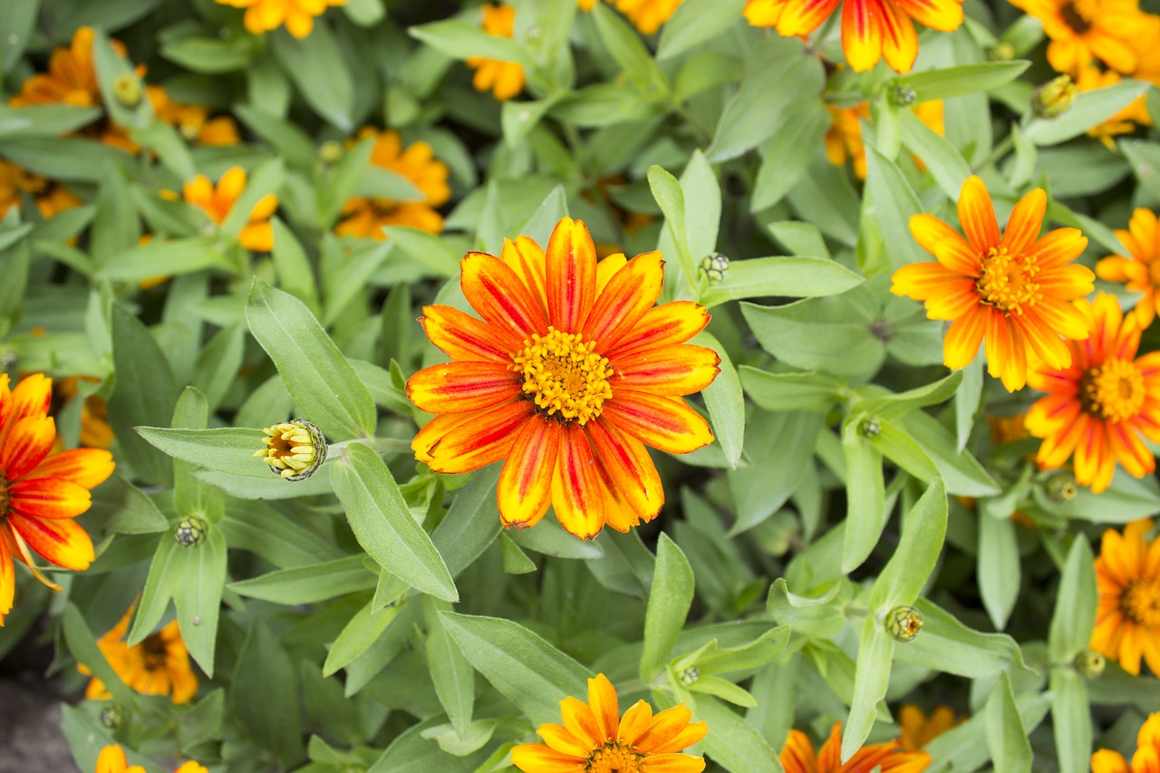 zinnia zahara sunburst orange yellow flower free photo