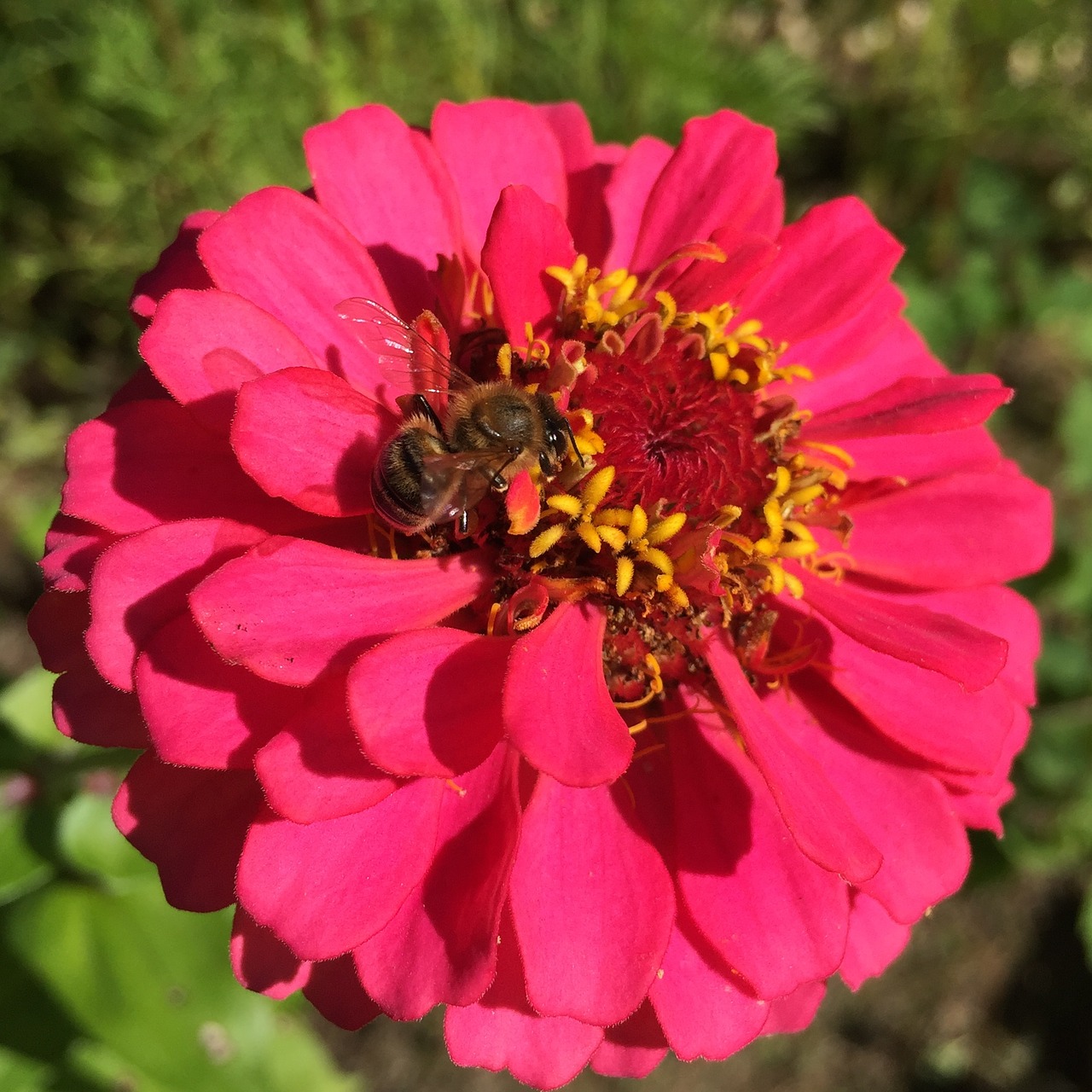 zinnia bee honeybee free photo