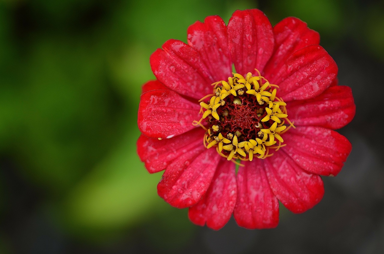 zinnia red flower free photo