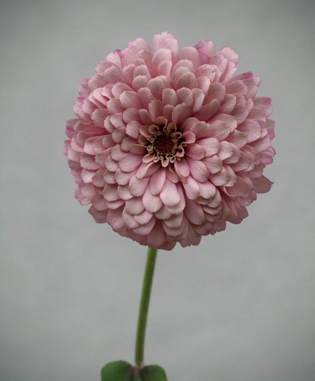 zinnia flower summer free photo