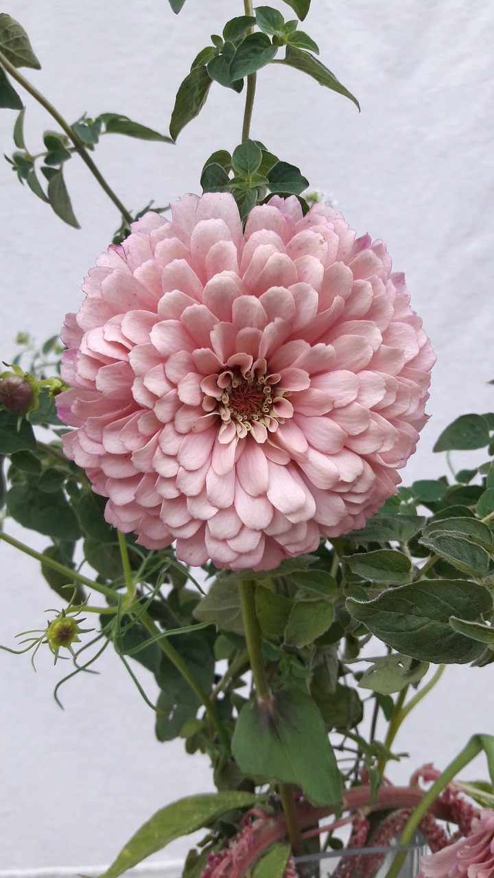 zinnia flower summer free photo