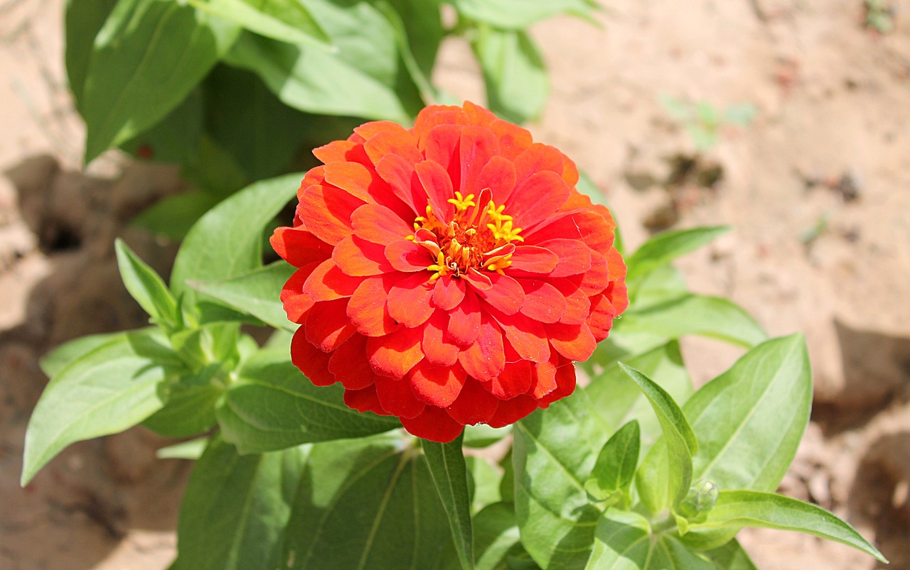 zinnia astrov garden flowers free photo