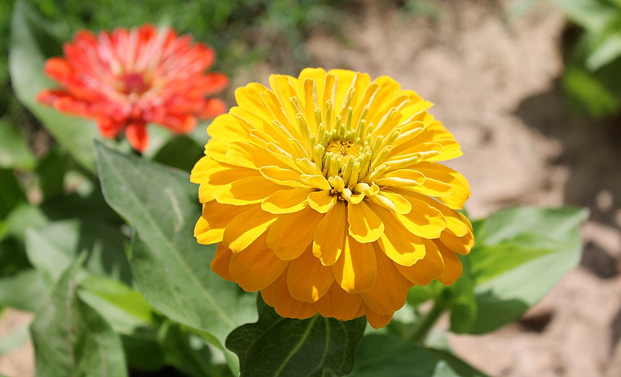 zinnia astrov garden flowers free photo