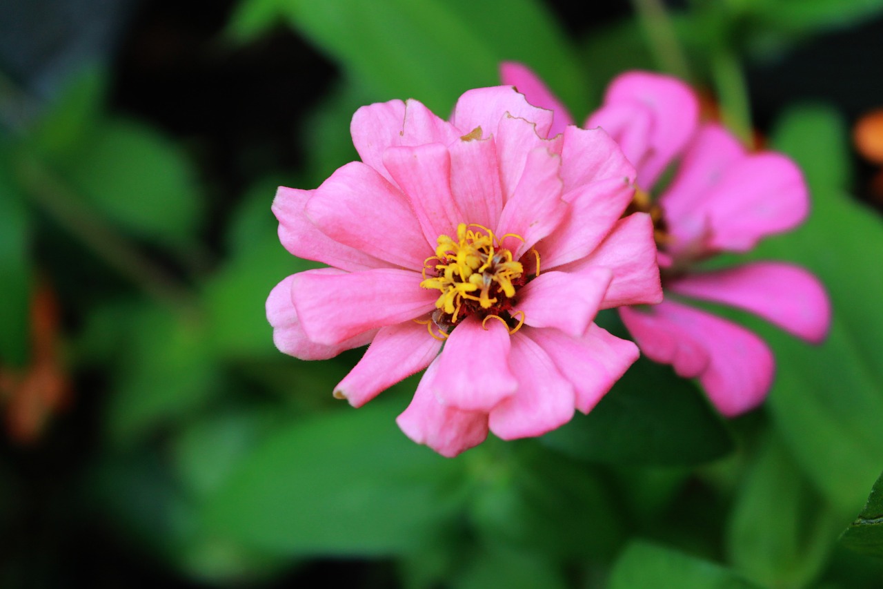 zinnia flower plant free photo