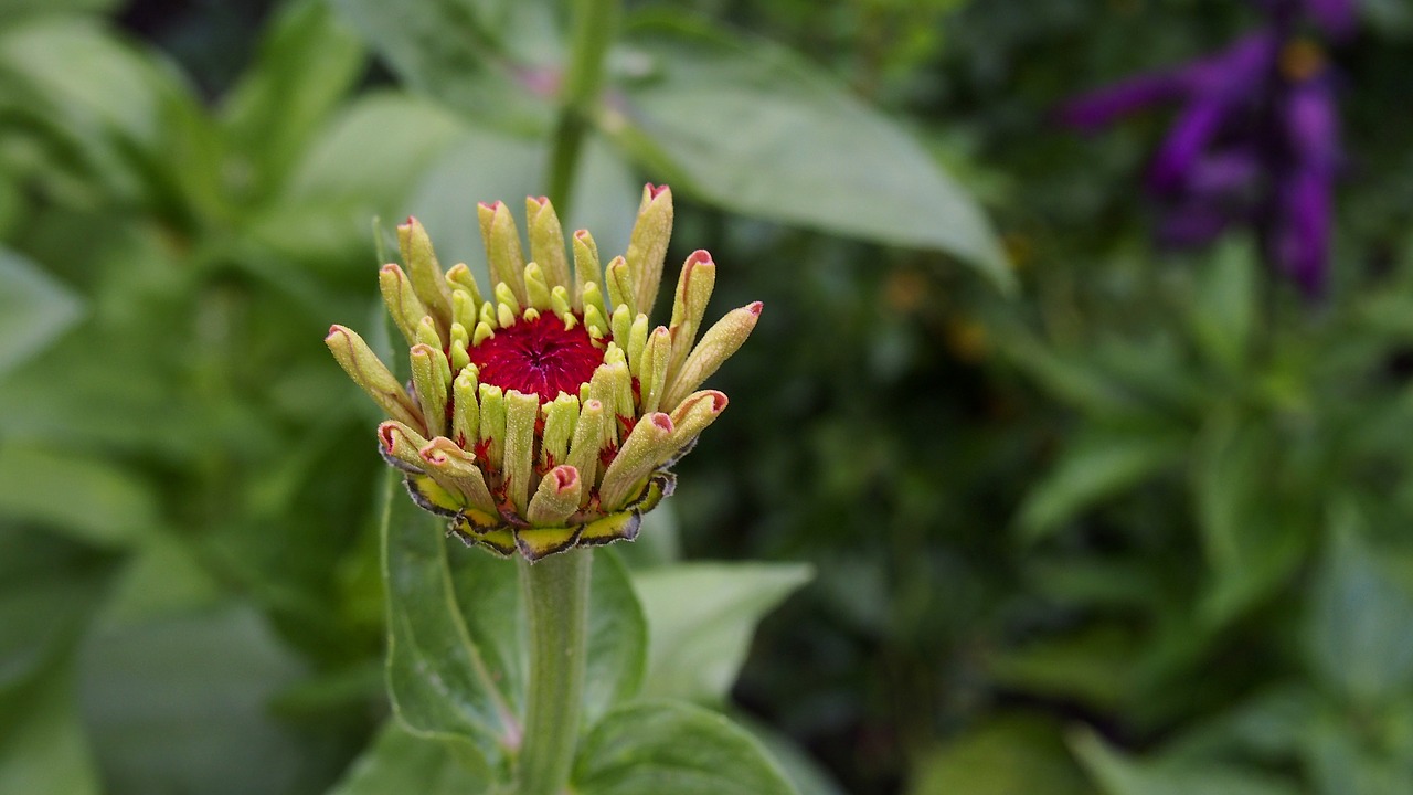 zinnia bud nature free photo