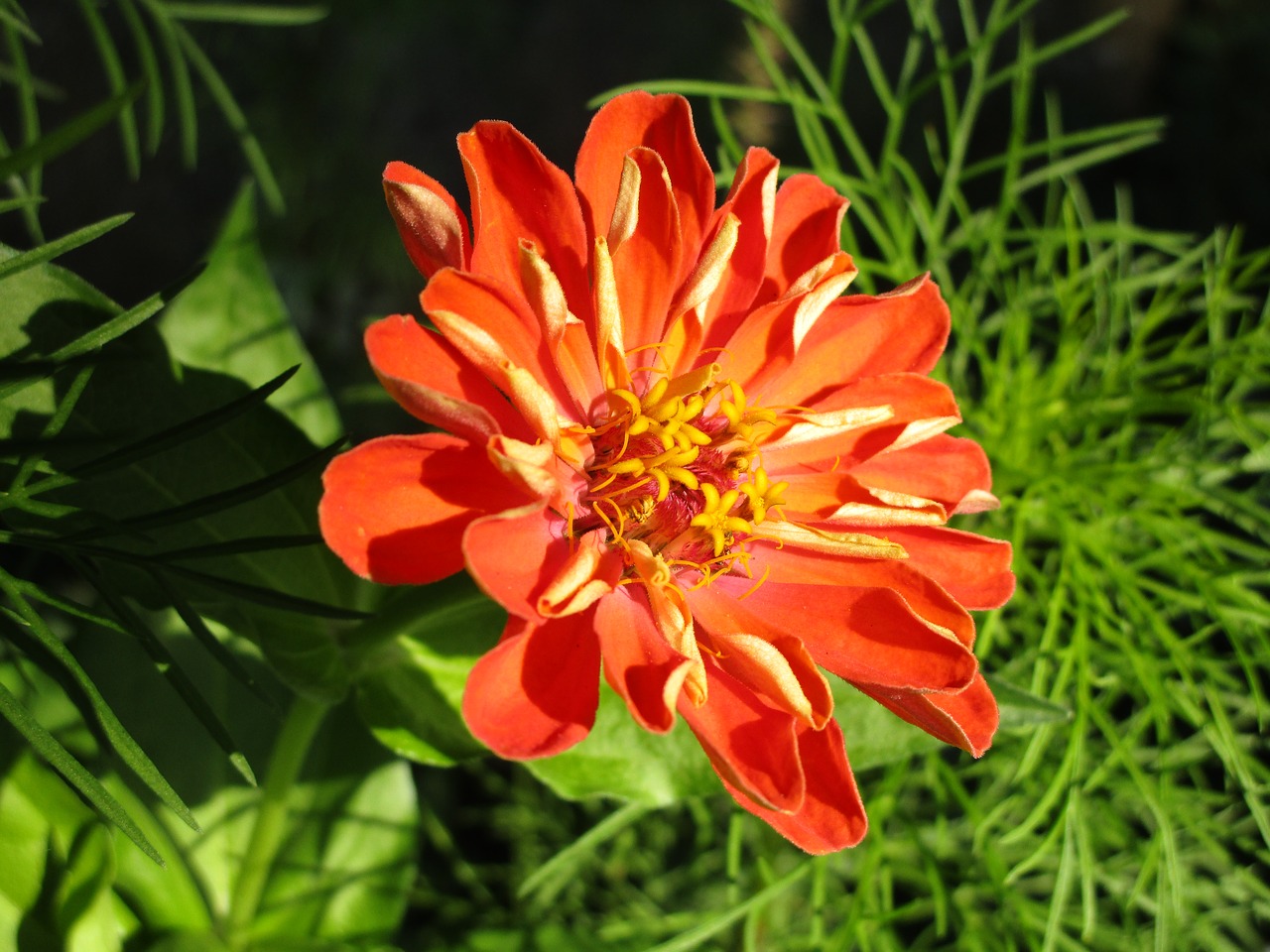 zinnia composites summer flower free photo