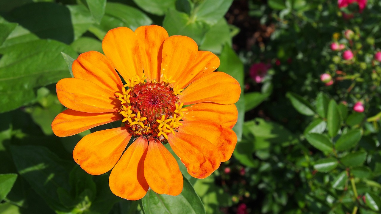 zinnia flower garden free photo