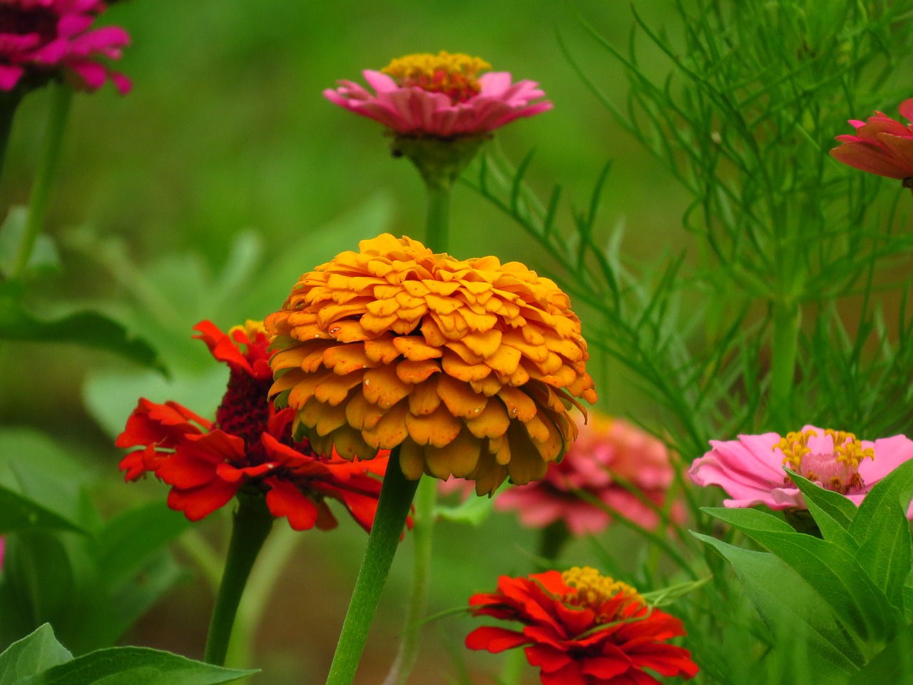 zinnia flower yellow free photo