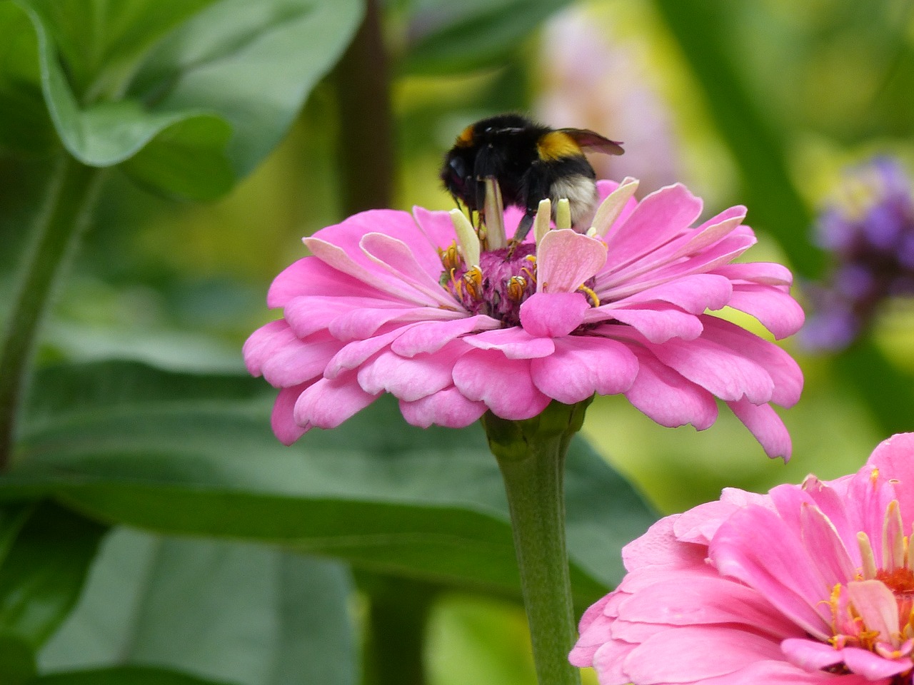 zinnia pink bee free photo