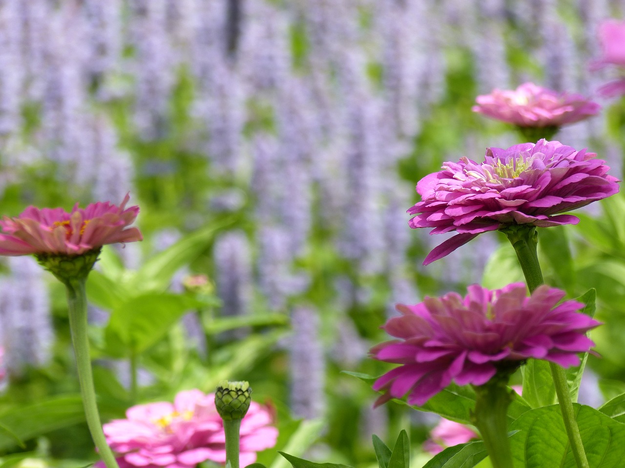 zinnia flowers flower garden free photo