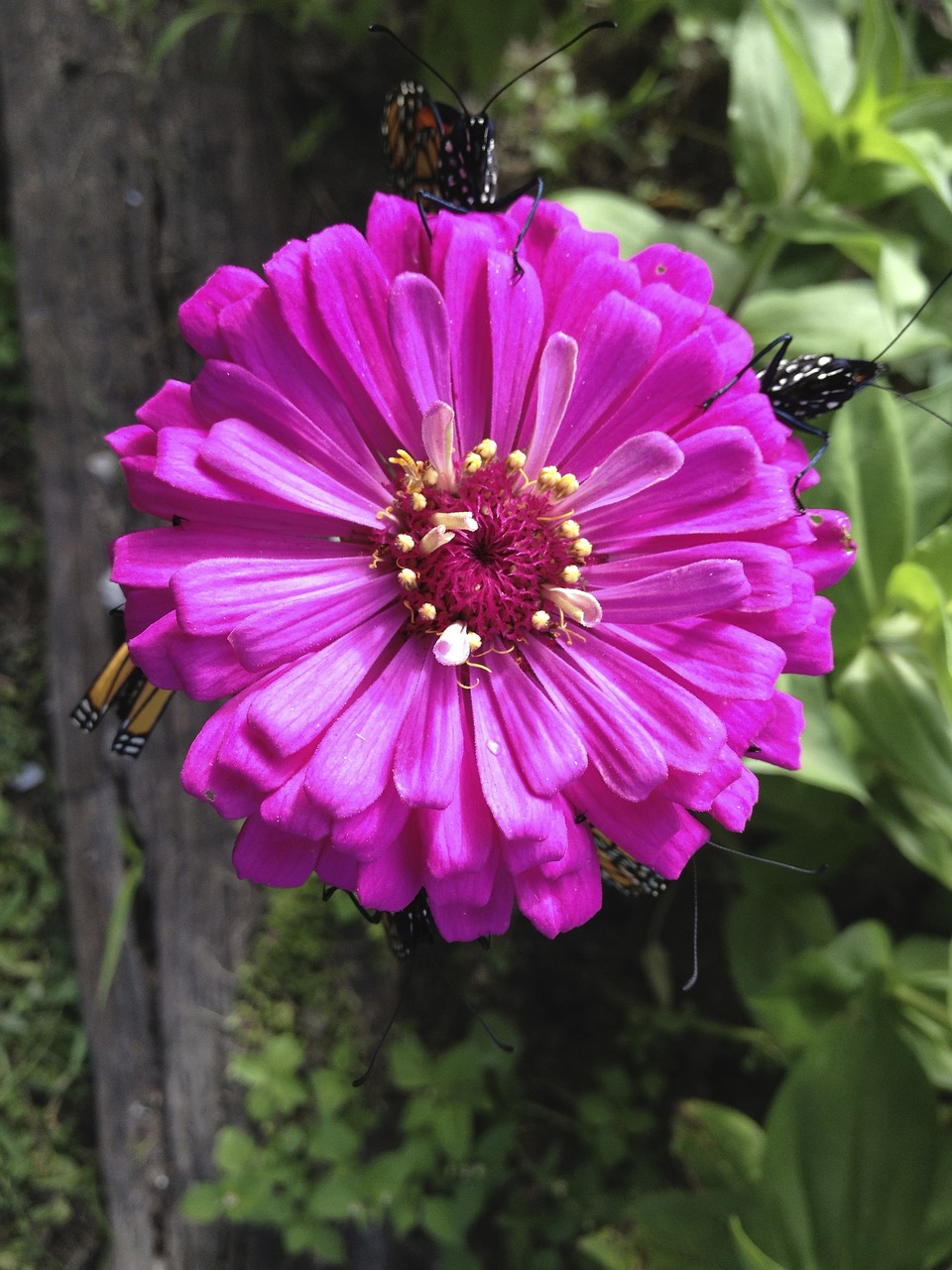 zinnia flower fuschia free photo