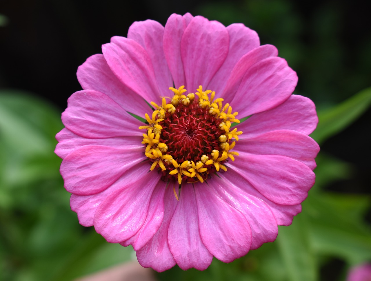 zinnia pink flower free photo