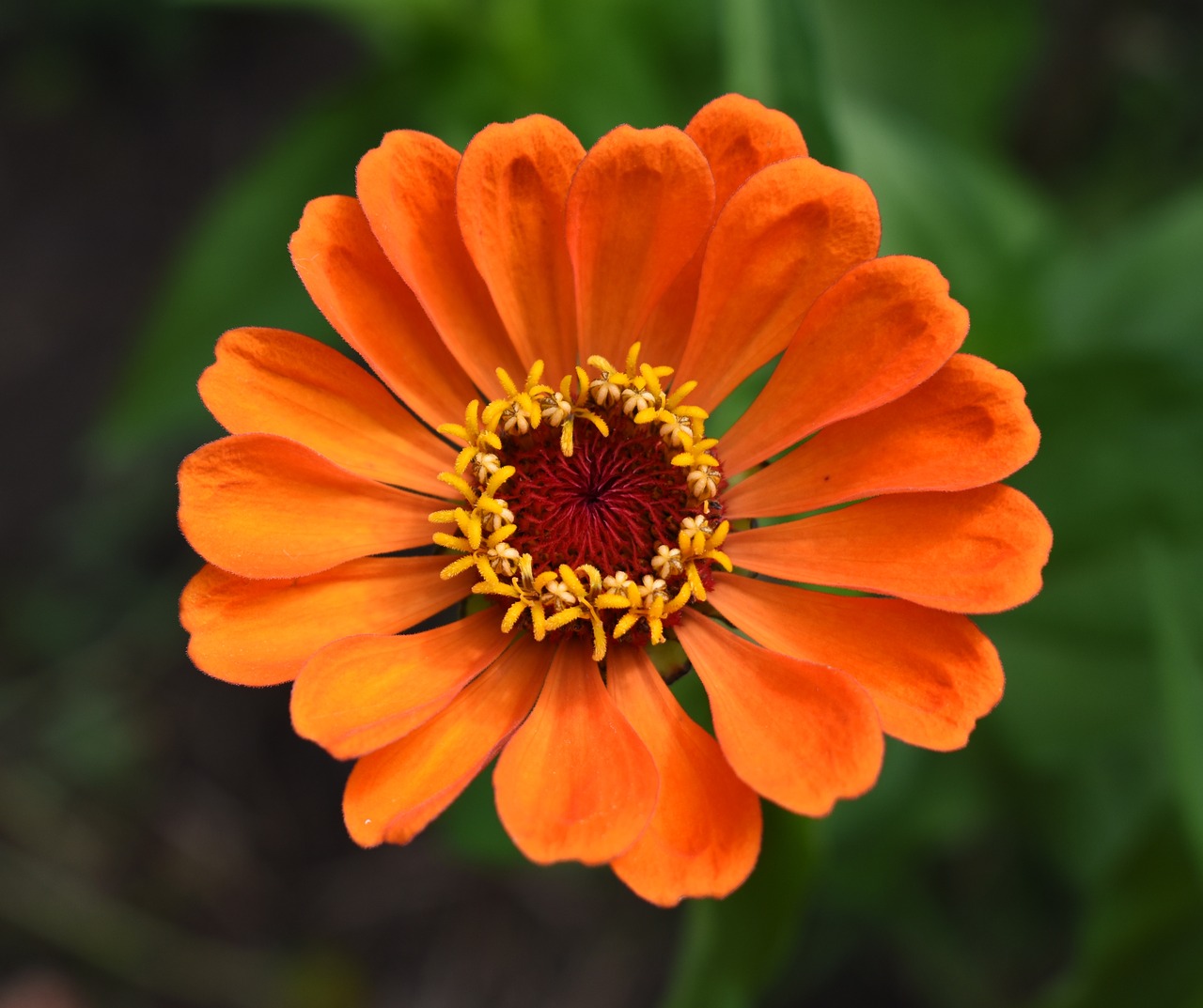 zinnia orange flower free photo