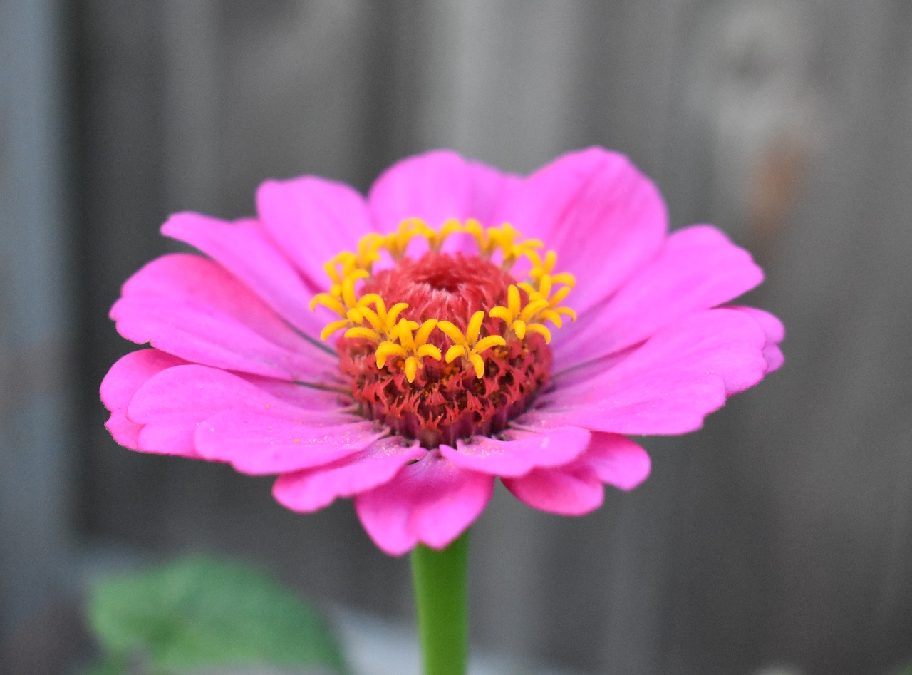 zinnia flower pink free photo