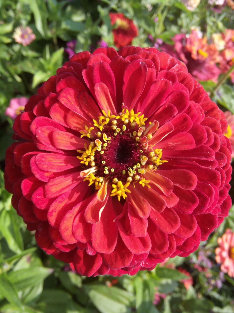 zinnia summer blossom free photo