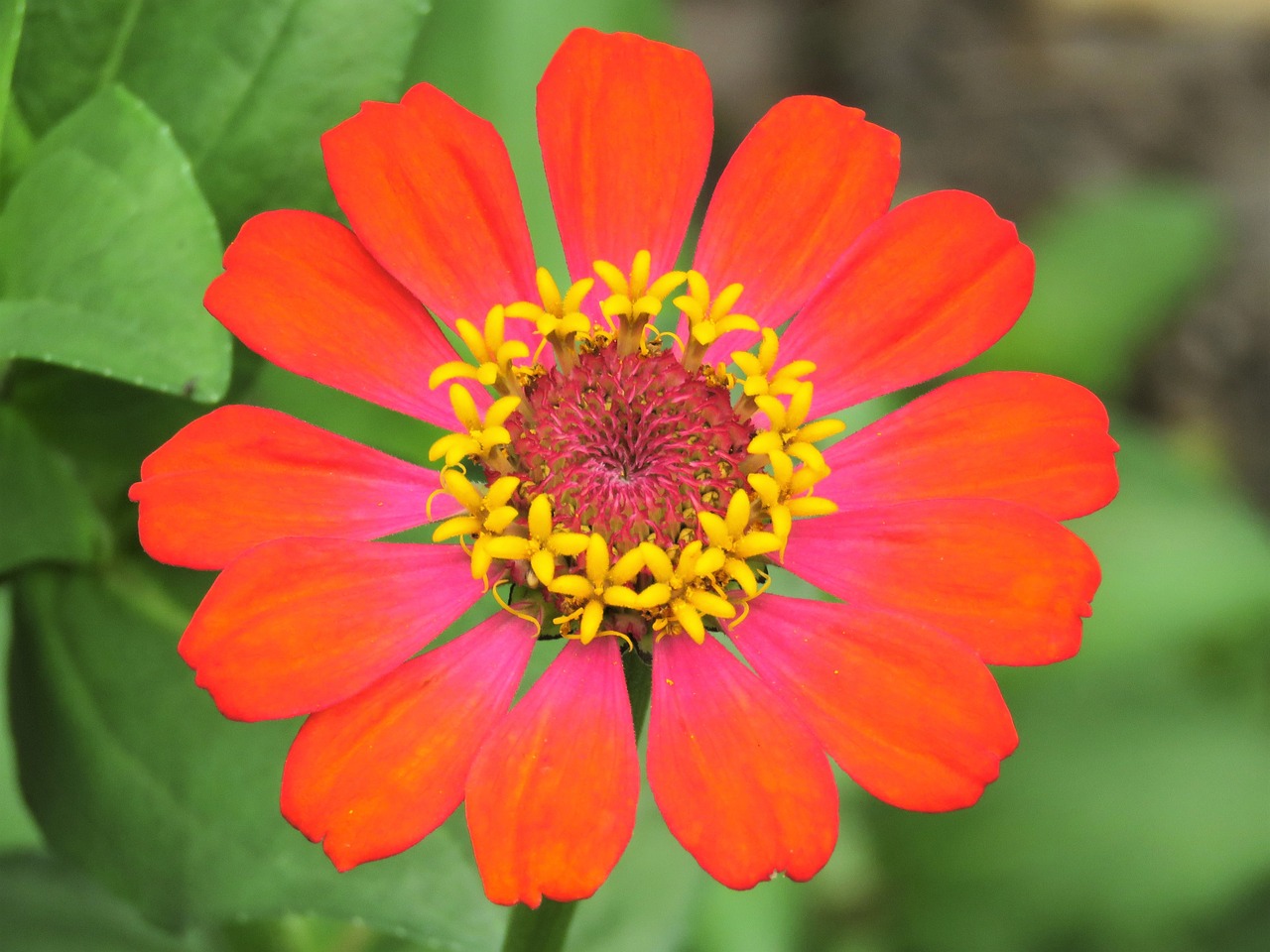 zinnia red flower vibrant flower free photo