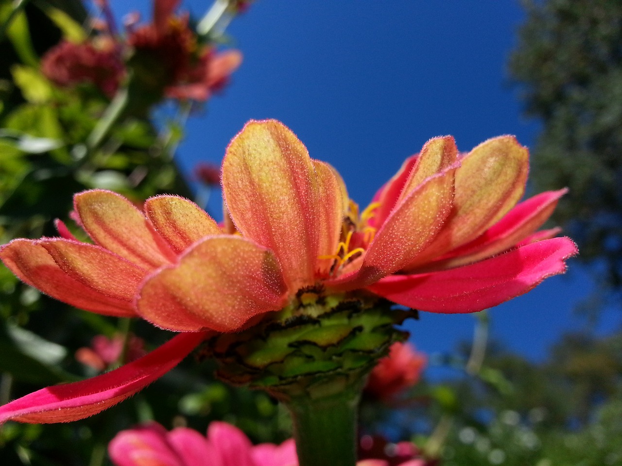 zinnia summer flower free photo