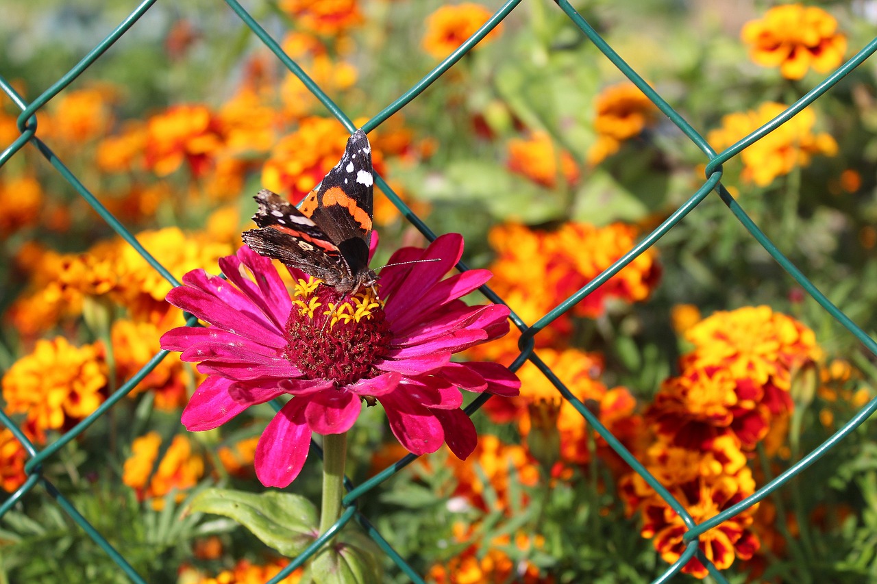 zinnia garden flowers fair admiral free photo