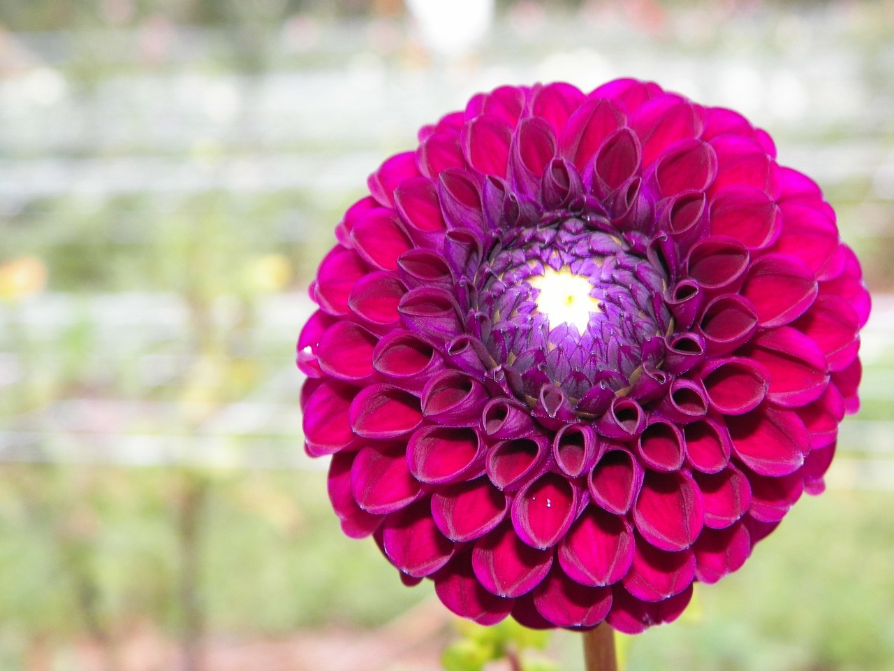 zinnia floral flower free photo