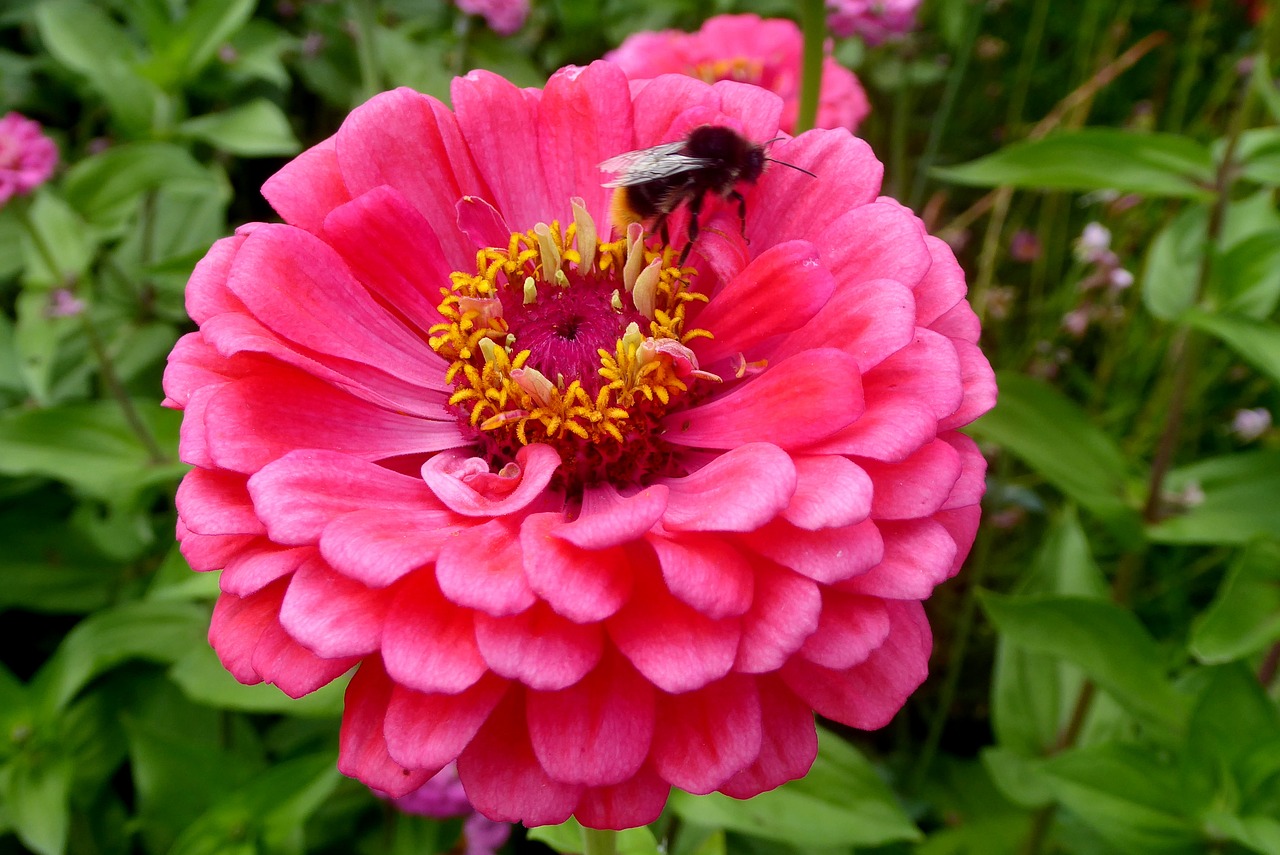 zinnia close hummel free photo