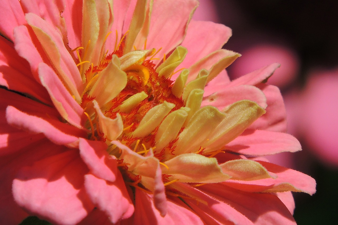 zinnia floral flower free photo