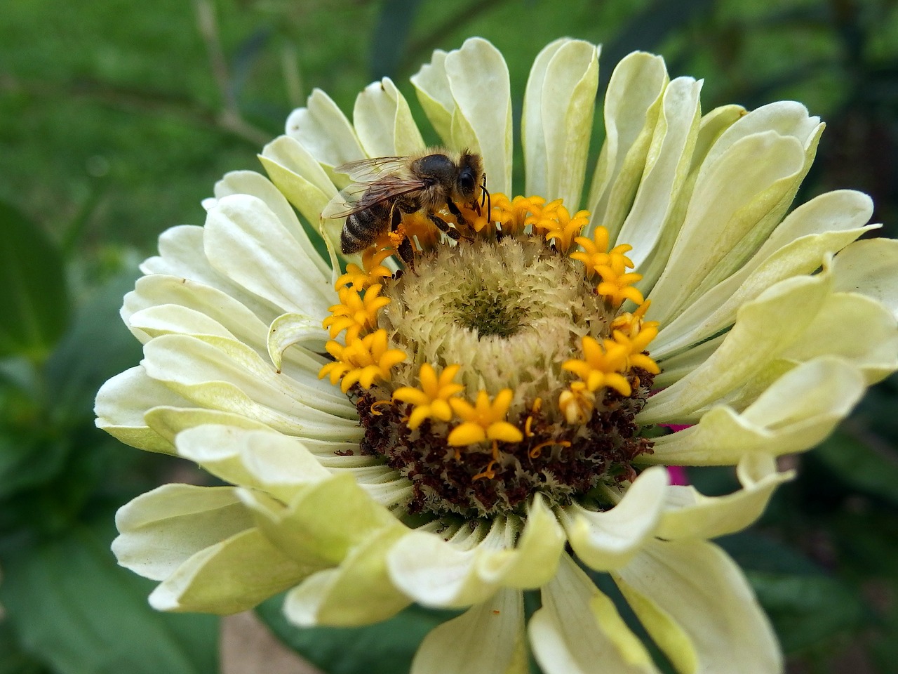 zinnia bee flower free photo