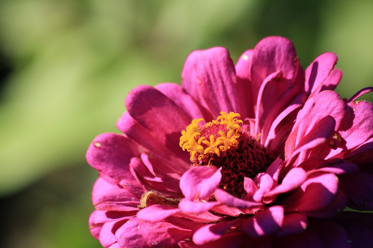 zinnia flower nature free photo