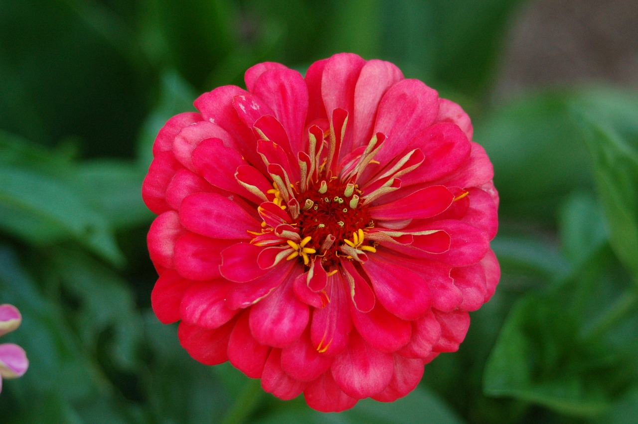 zinnia flower summer free photo