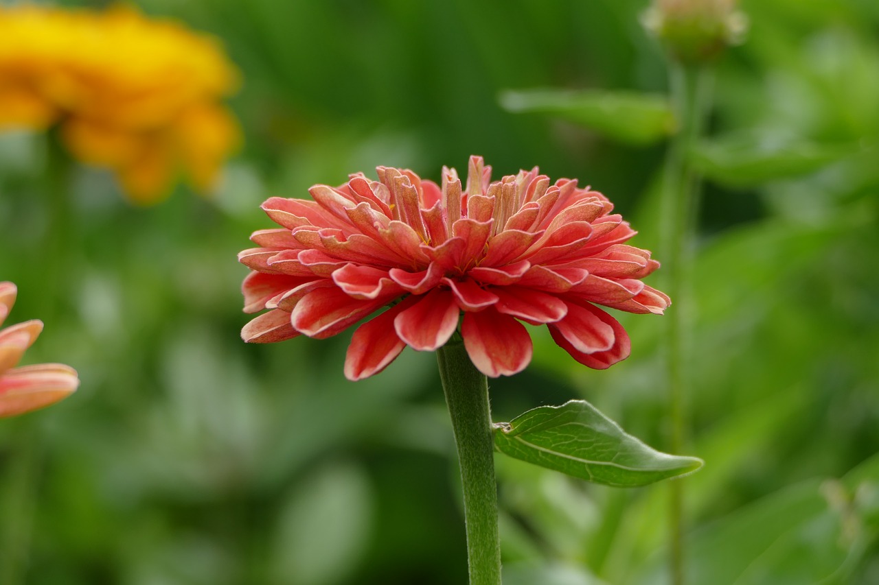 zinnia  flower  pink free photo