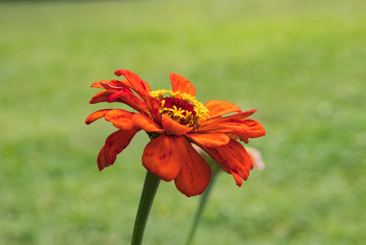 zinnia  flower  plant free photo