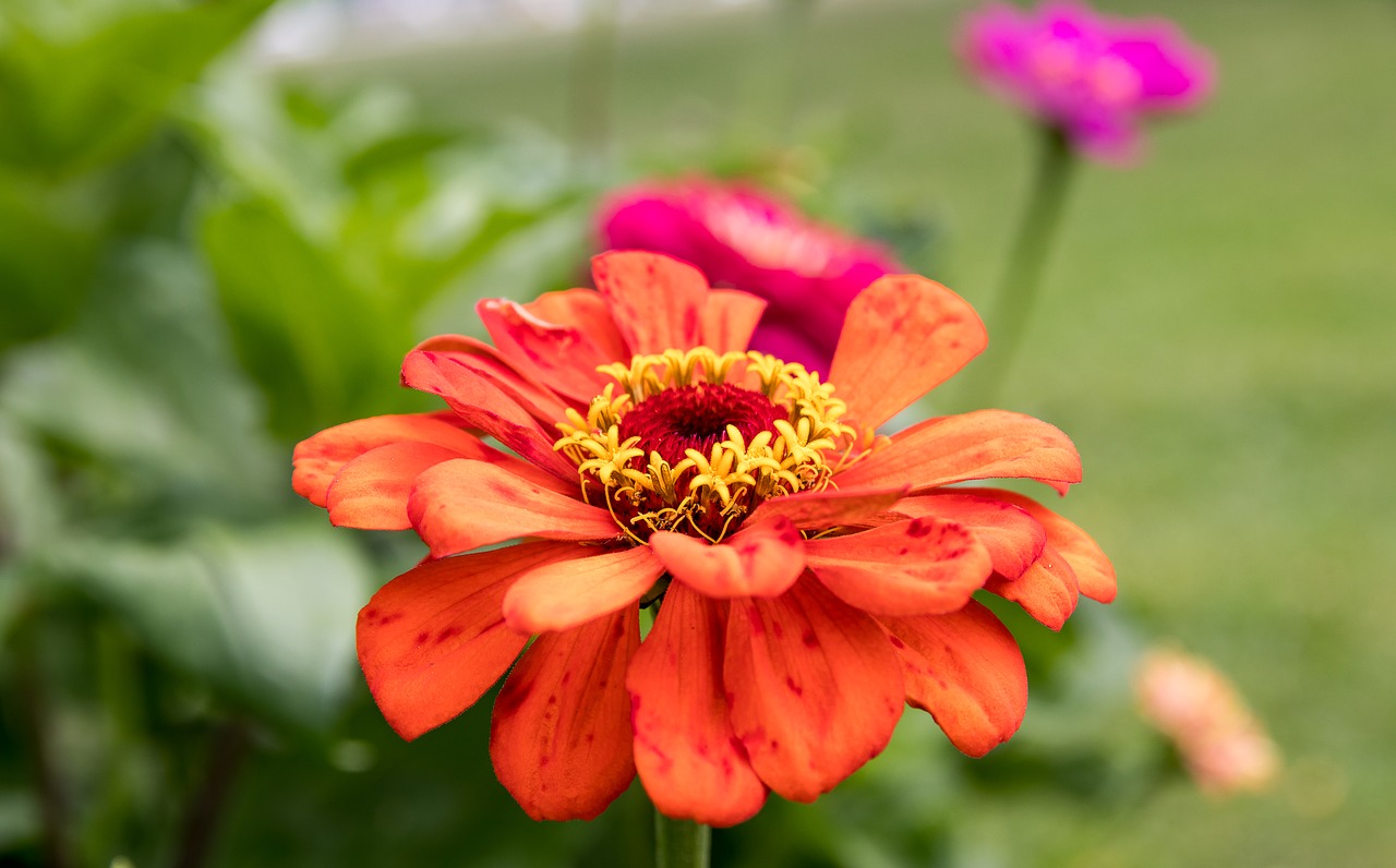 zinnia  flower  plant free photo