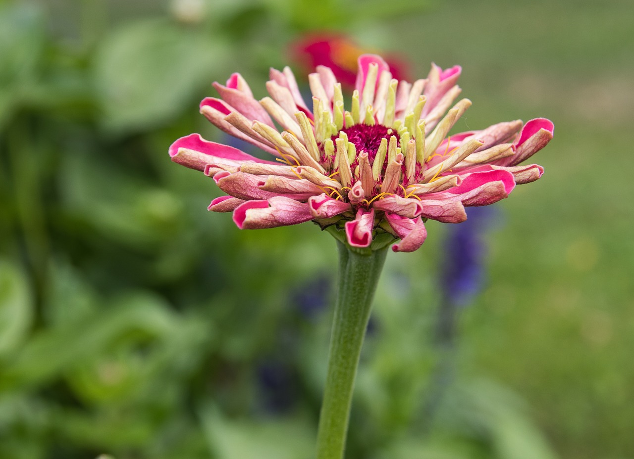 zinnia  flower  plant free photo