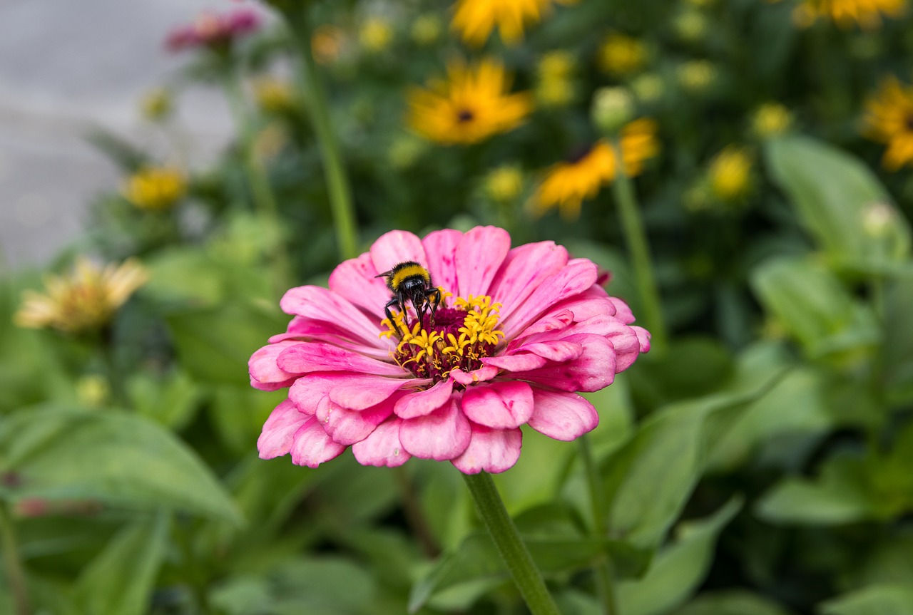 zinnia  flower  plant free photo