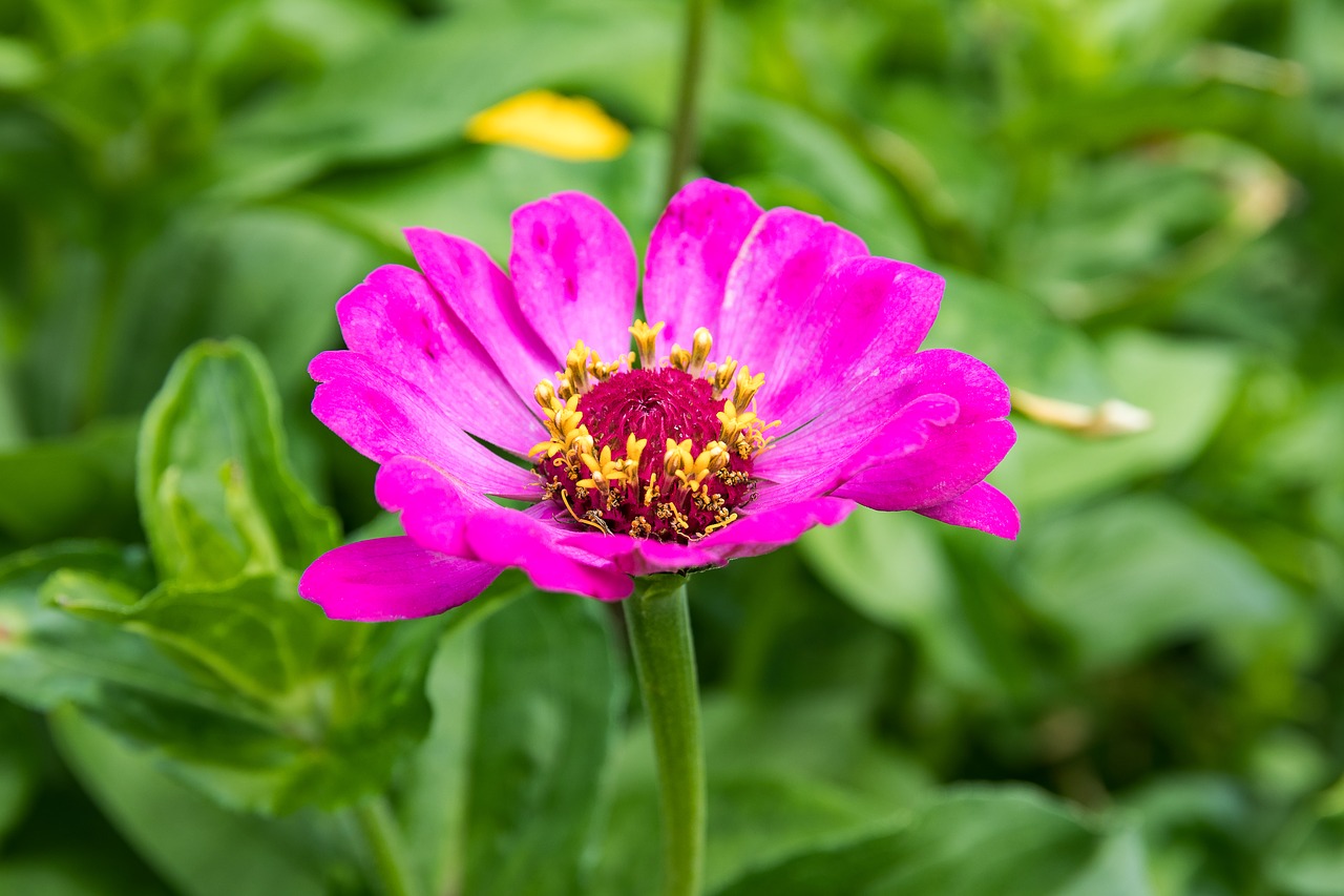 zinnia  flower  plant free photo