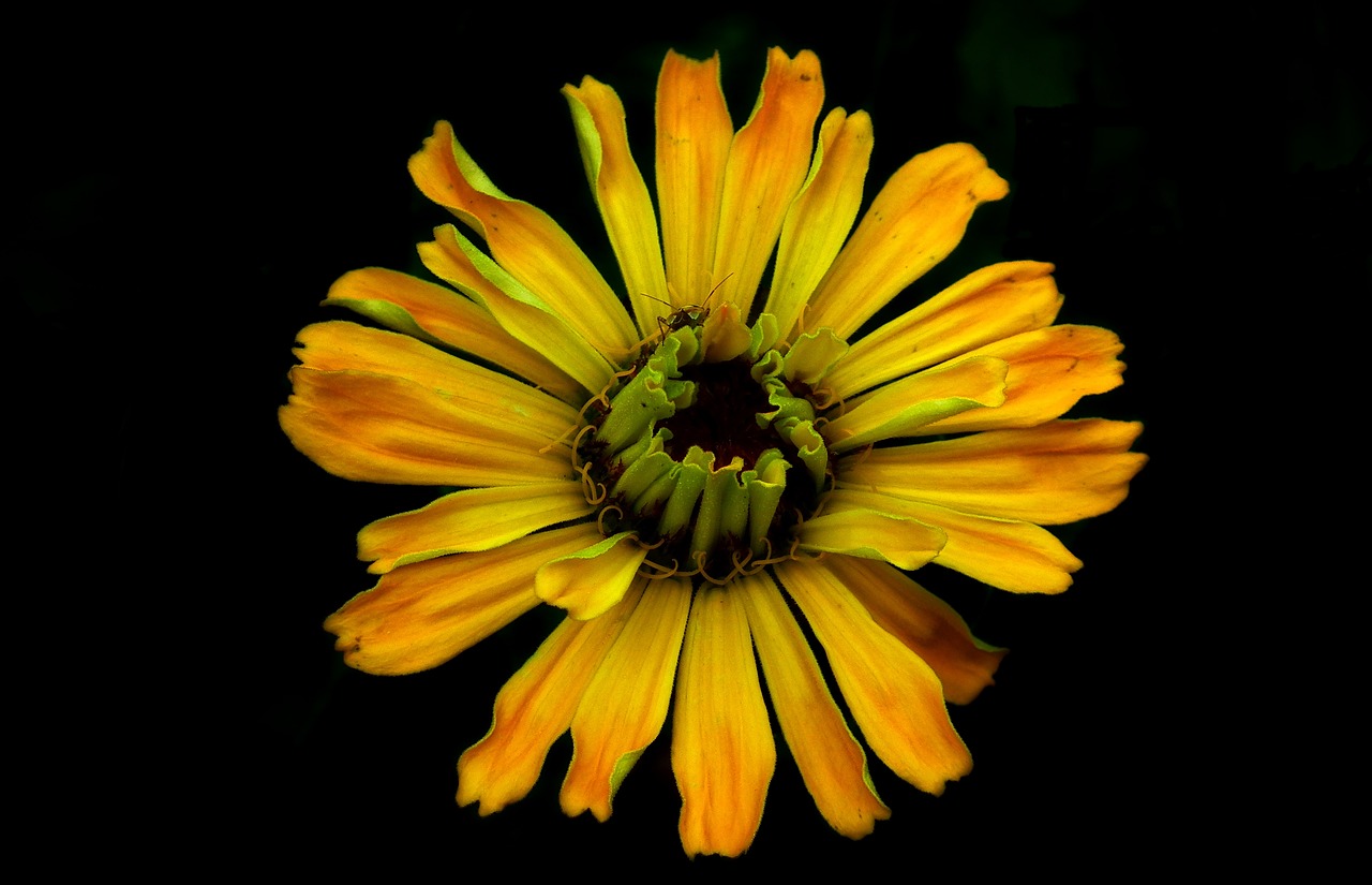 zinnia  flower  yellow free photo