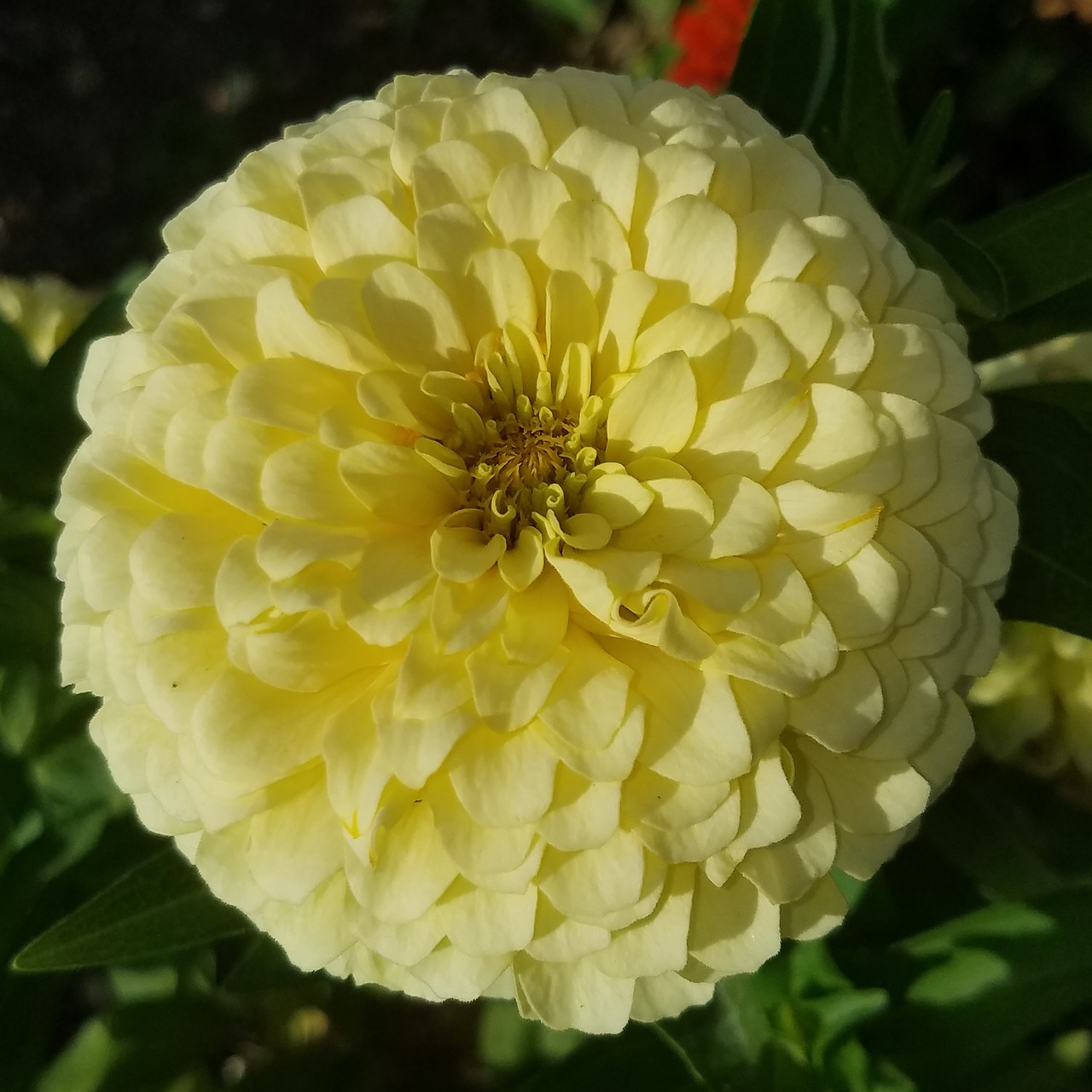 zinnia  cream  plant free photo